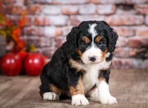 mini bernedoodle near Saint Louis MO