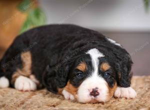 mini bernedoodle near Saint Louis MO
