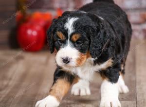 mini bernedoodle near Saint Louis MO