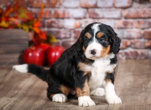 mini bernedoodle near Saint Louis MO