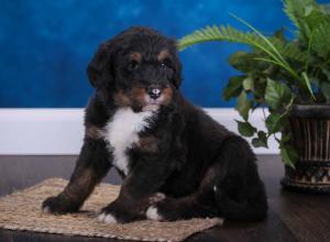 tri-colored standard bernedoodle near Chicago Illinois