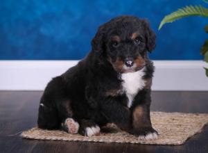 tri-colored standard bernedoodle near Chicago Illinois