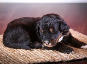 tri-colored standard bernedoodle