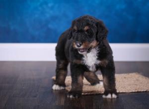 tri-colored standard bernedoodle near Chicago Illinois