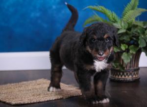 tri-colored standard bernedoodle near Chicago Illinois