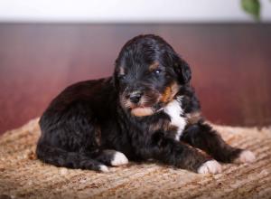 tri-colored standard bernedoodle