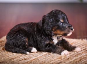 tri-colored standard bernedoodle