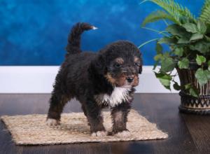 tri-colored standard bernedoodle near Chicago Illinois