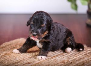 tri-colored standard bernedoodle