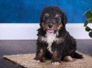 tri-colored standard bernedoodle near Chicago Illinois