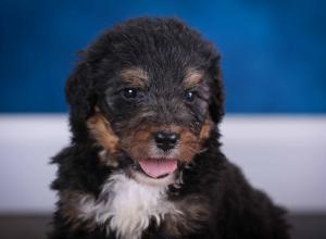 tri-colored standard bernedoodle near Chicago Illinois