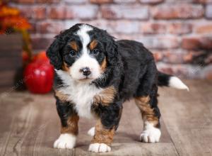 mini bernedoodle near Saint Louis MO