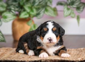 mini bernedoodle near Saint Louis MO