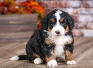 mini bernedoodle near Saint Louis MO