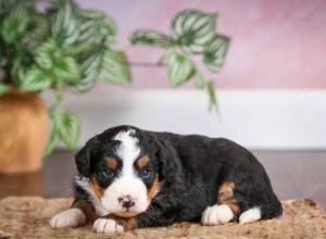 mini bernedoodle near Saint Louis MO