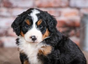 mini bernedoodle near Saint Louis MO