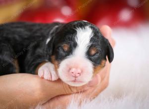 mini bernedoodle near Saint Louis MO