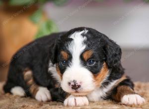 mini bernedoodle near Saint Louis MO