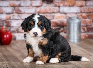 mini bernedoodle near Saint Louis MO