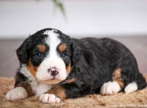 mini bernedoodle near Saint Louis MO