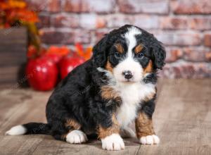 mini bernedoodle near Saint Louis MO