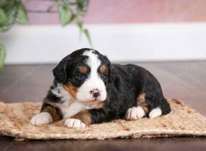 mini bernedoodle near Saint Louis MO