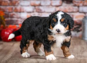 mini bernedoodle near Saint Louis MO