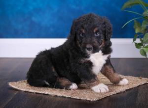 tri-colored standard bernedoodle near Chicago Illinois