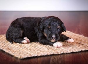 tri-colored standard bernedoodle