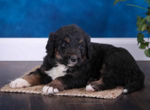 tri-colored standard bernedoodle near Chicago Illinois