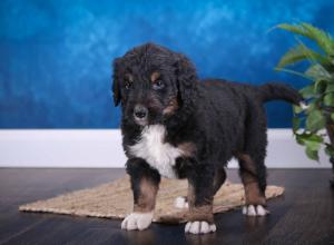 tri-colored standard bernedoodle near Chicago Illinois