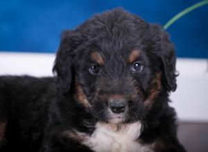 tri-colored standard bernedoodle near Chicago Illinois