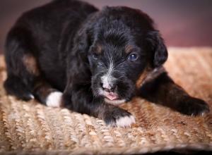 tri-colored standard bernedoodle