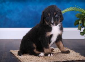 tri-colored standard bernedoodle near Chicago Illinois