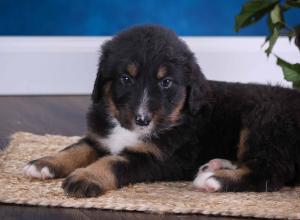 tri-colored standard bernedoodle near Chicago Illinois