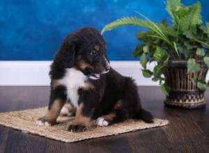 tri-colored standard bernedoodle near Chicago Illinois