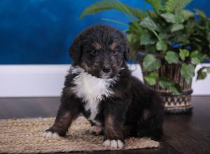 tri-colored standard bernedoodle near Chicago Illinois