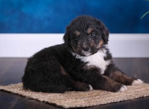 tri-colored standard bernedoodle near Chicago Illinois