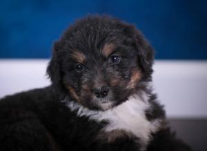 tri-colored standard bernedoodle near Chicago Illinois