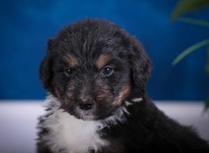 tri-colored standard bernedoodle near Chicago Illinois