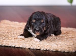 tri-colored standard bernedoodle