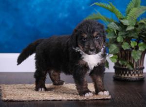 tri-colored standard bernedoodle near Chicago Illinois