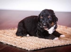 tri-colored standard bernedoodle