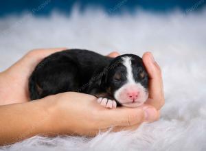 tri-colored male mini bernedoodle near Chicago Illinois