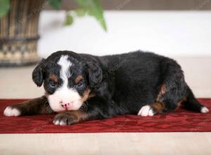 tri-colored male mini bernedoodle near Chicago Illinois