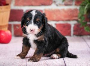 tri-colored male mini bernedoodle near Chicago Illinois