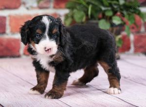 tri-colored male mini bernedoodle near Chicago Illinois