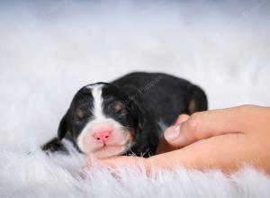 tri-colored male mini bernedoodle near Chicago Illinois