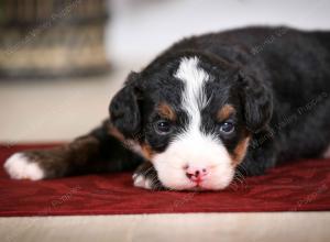 tri-colored male mini bernedoodle near Chicago Illinois