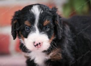 tri-colored male mini bernedoodle near Chicago Illinois